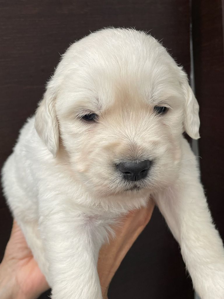 Diams Black - Chiot disponible  - Golden Retriever