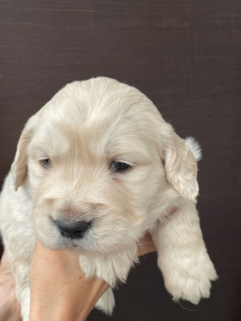 Diams Black - Chiot disponible  - Golden Retriever