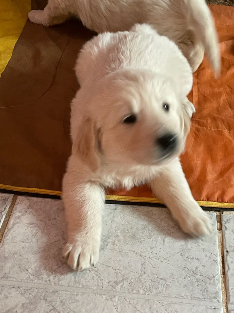 Diams Black - Chiot disponible  - Golden Retriever