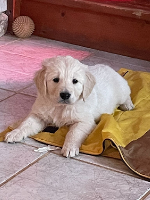 Diams Black - Golden Retriever - Portée née le 07/12/2024