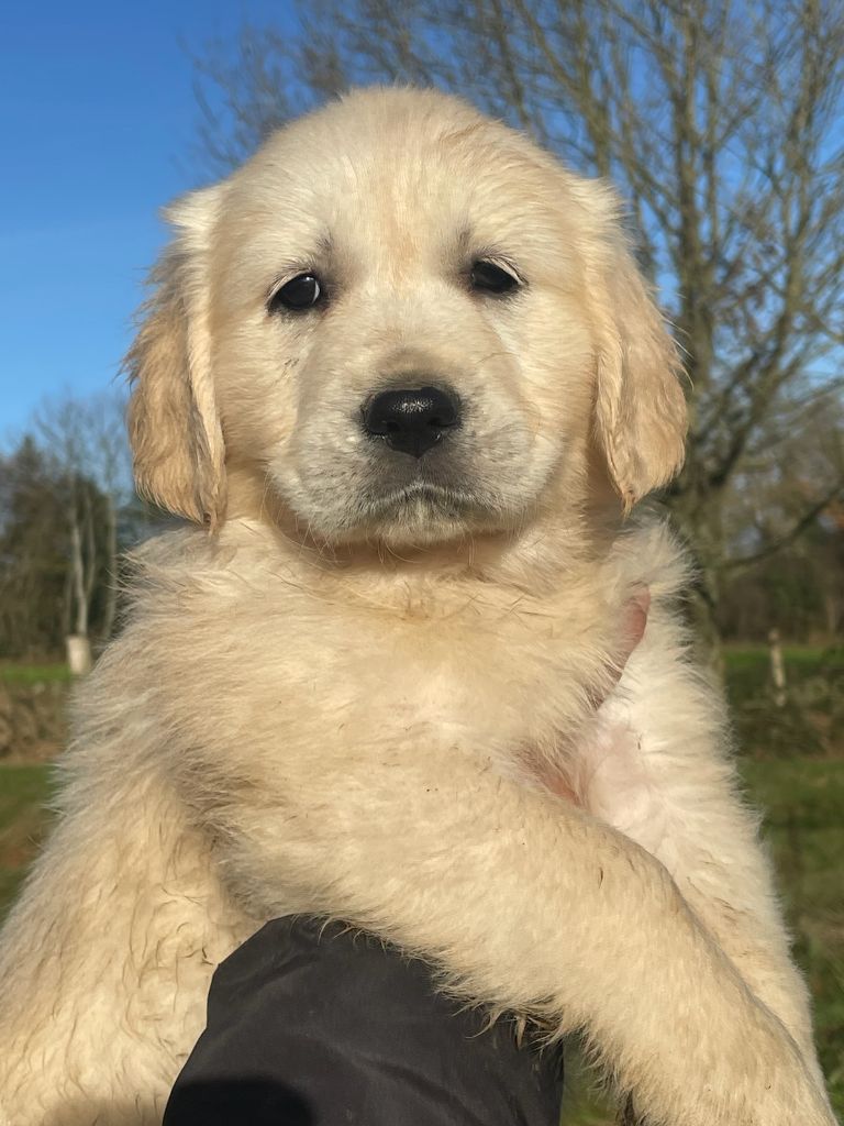 Diams Black - Chiot disponible  - Golden Retriever