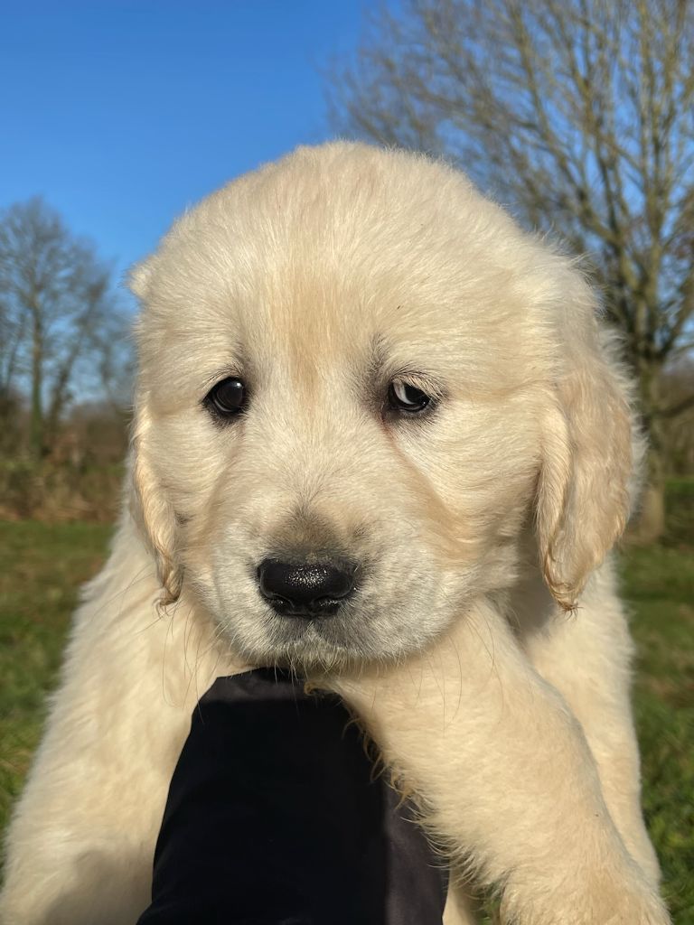 Diams Black - Chiot disponible  - Golden Retriever