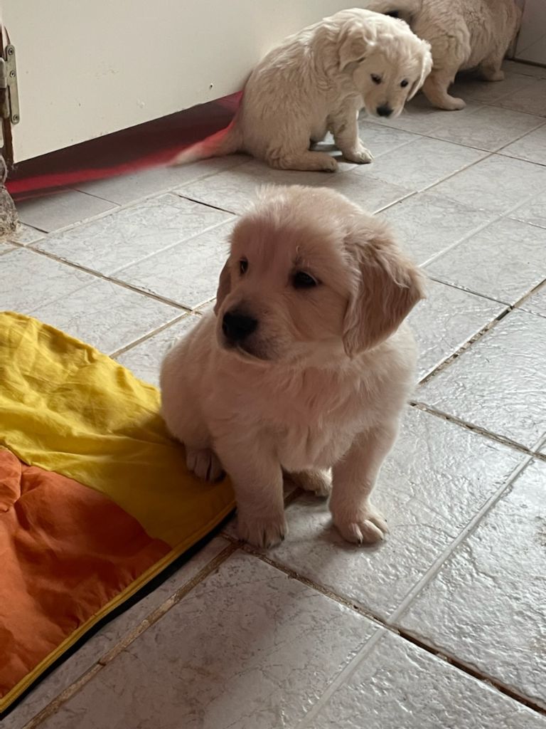 Diams Black - Chiot disponible  - Golden Retriever