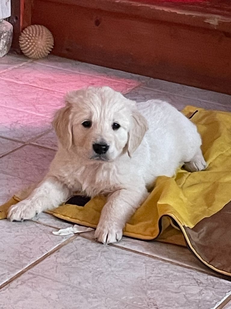 Diams Black - Chiot disponible  - Golden Retriever