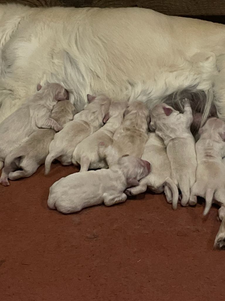 chiot Golden Retriever Diams Black