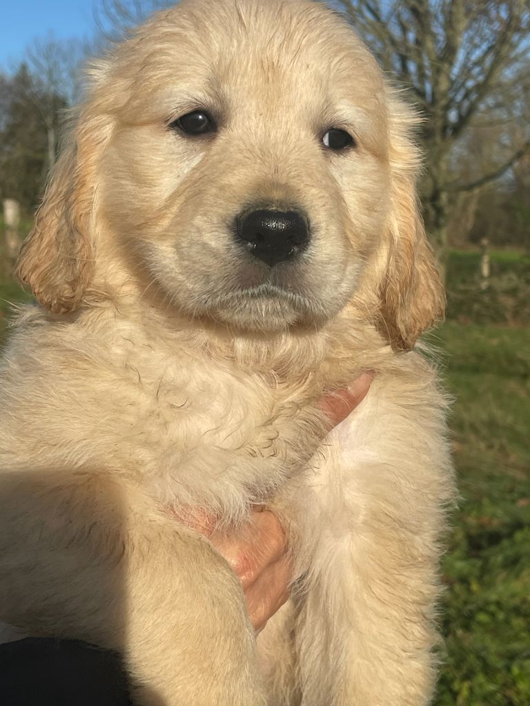 Diams Black - Chiot disponible  - Golden Retriever