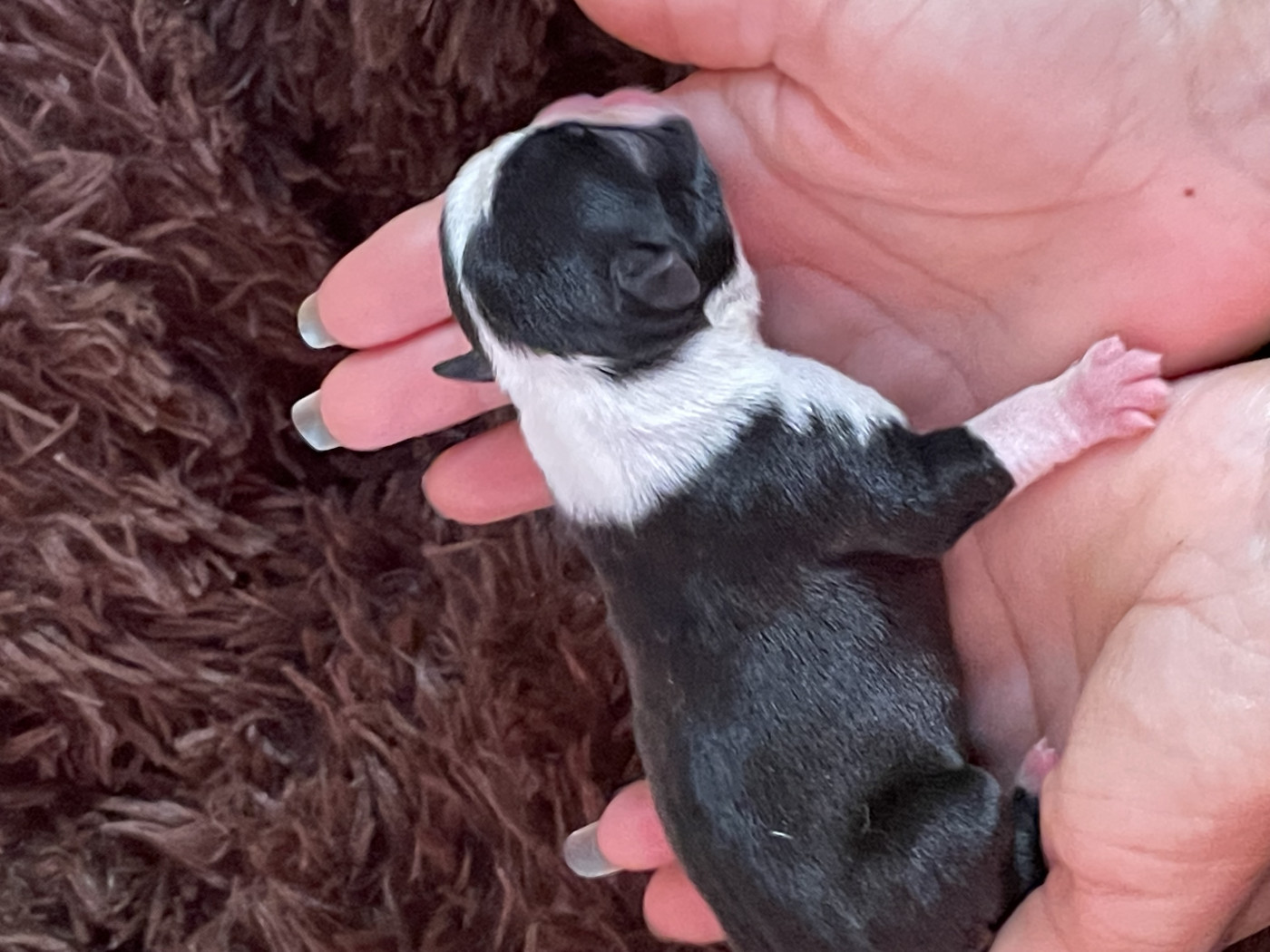 Diams Black - Chiots disponibles - Boston Terrier