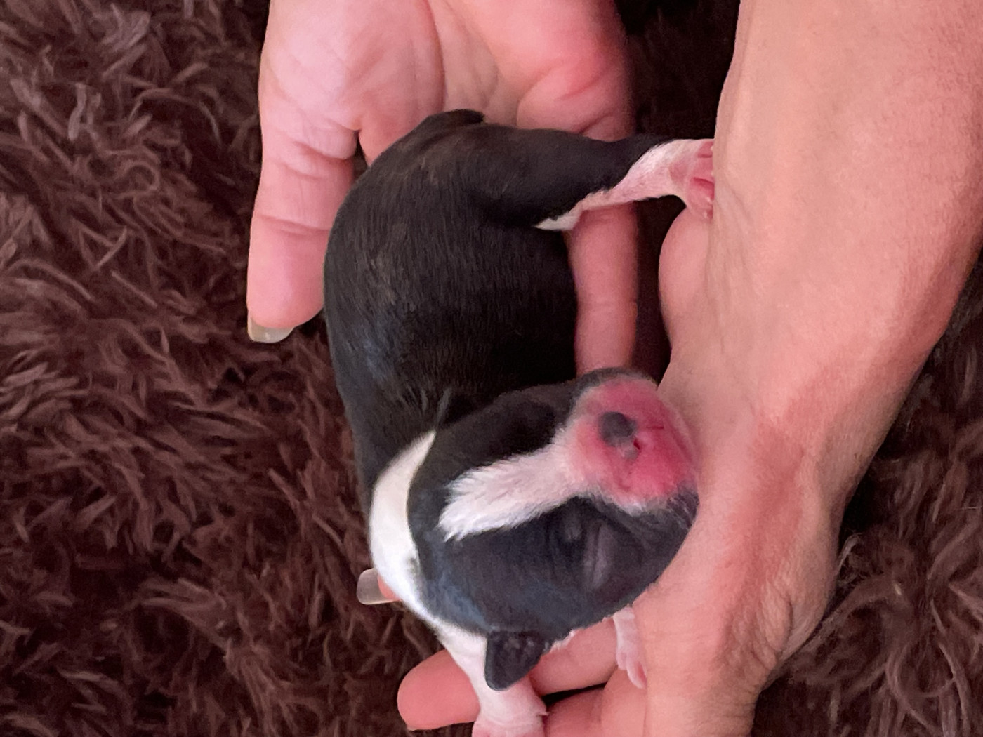 Diams Black - Chiots disponibles - Boston Terrier