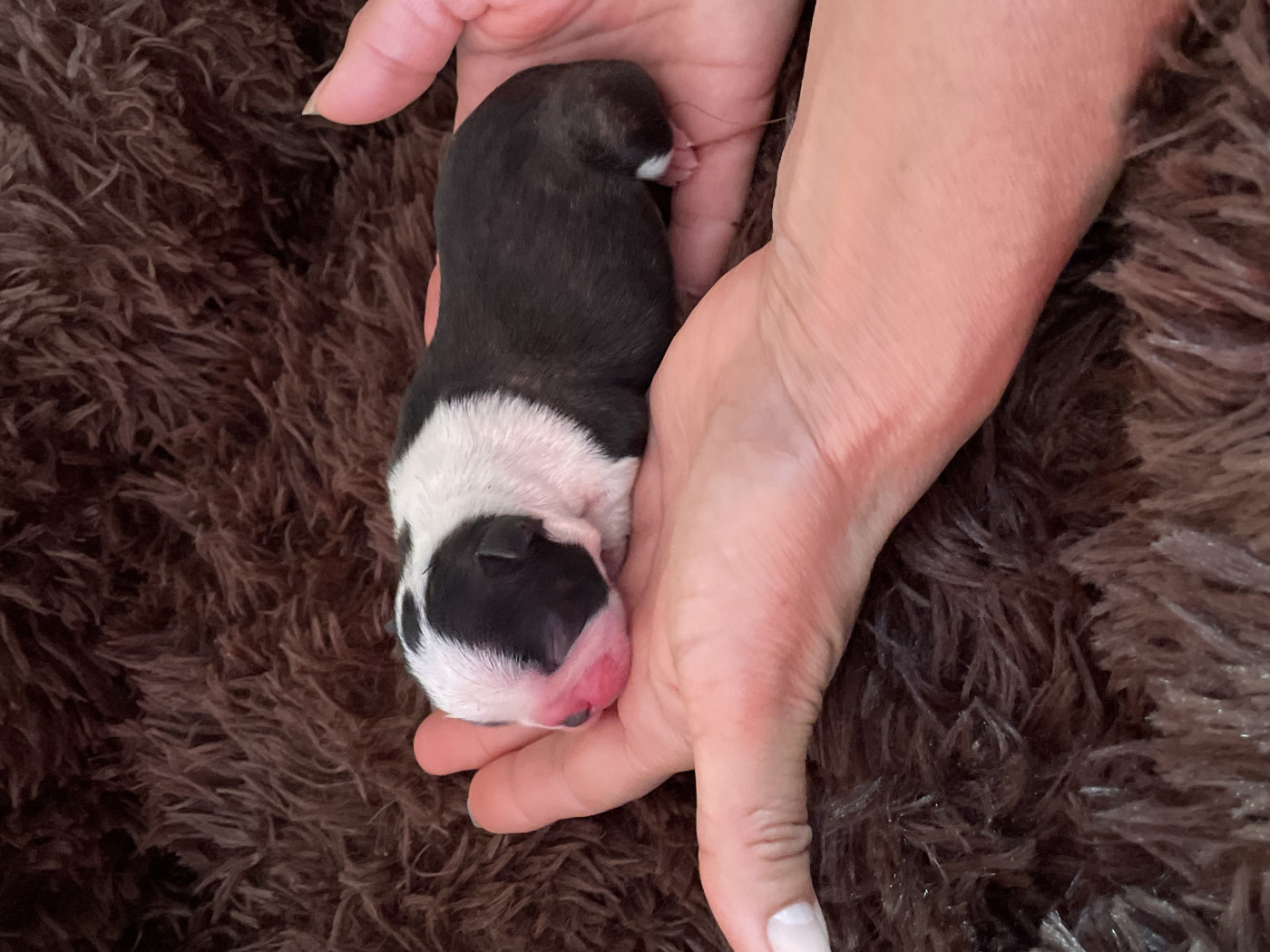 Diams Black - Chiots disponibles - Boston Terrier