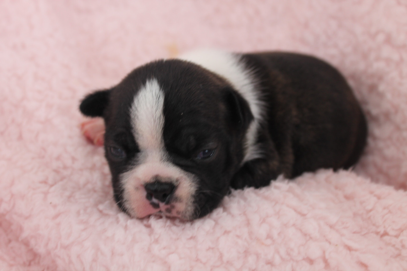 Diams Black - Chiots disponibles - Boston Terrier