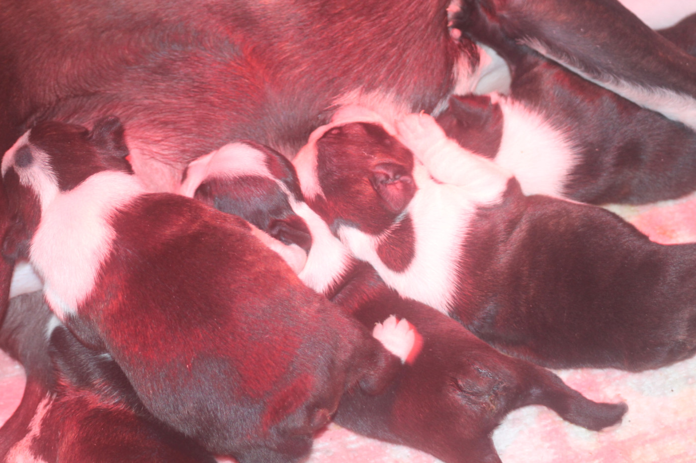 Chiot Boston Terrier Diams Black