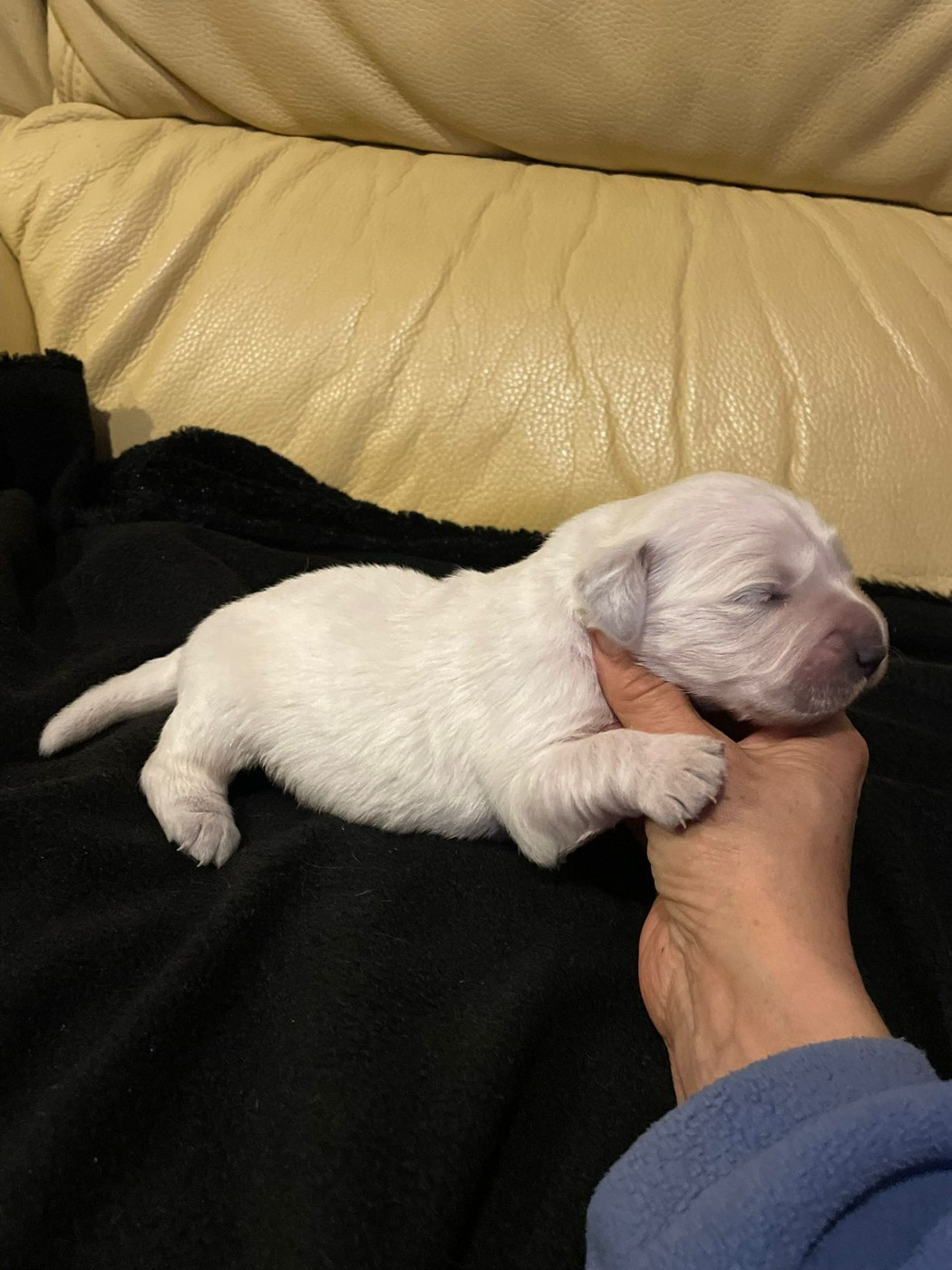 Diams Black - Chiots disponibles - Golden Retriever