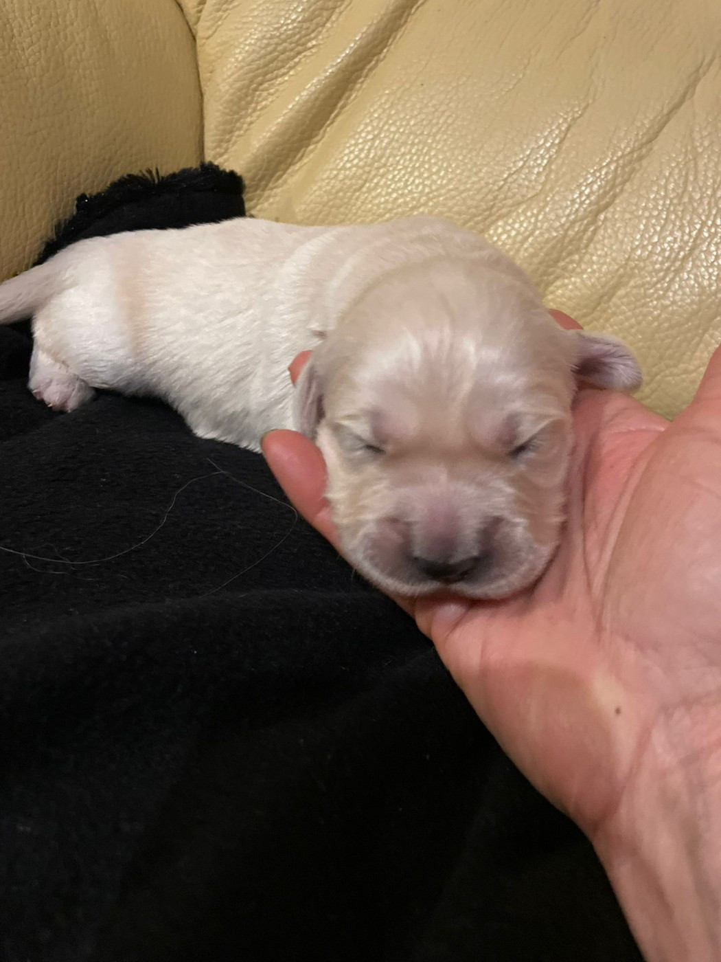 Diams Black - Chiots disponibles - Golden Retriever