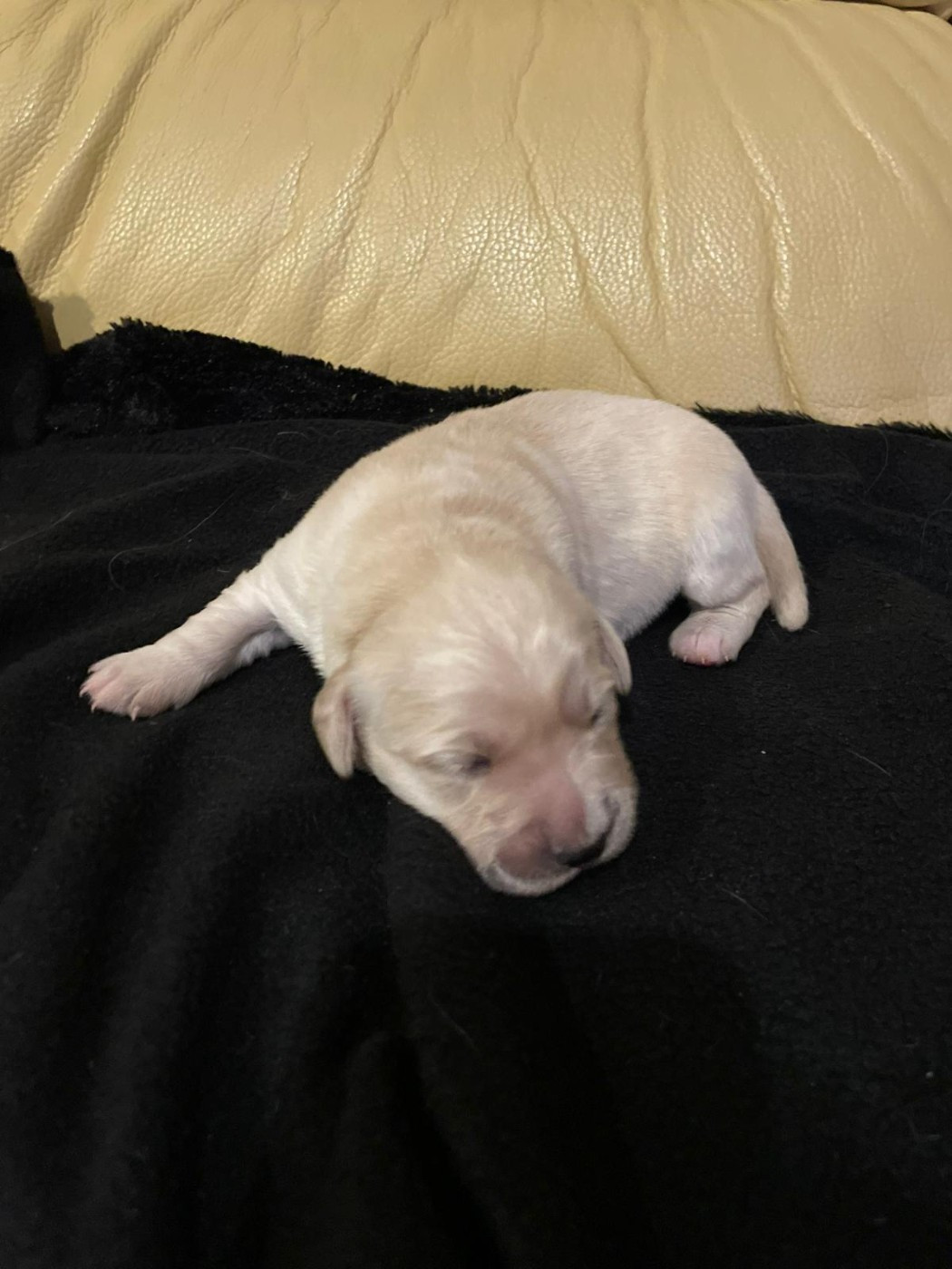 Diams Black - Chiots disponibles - Golden Retriever