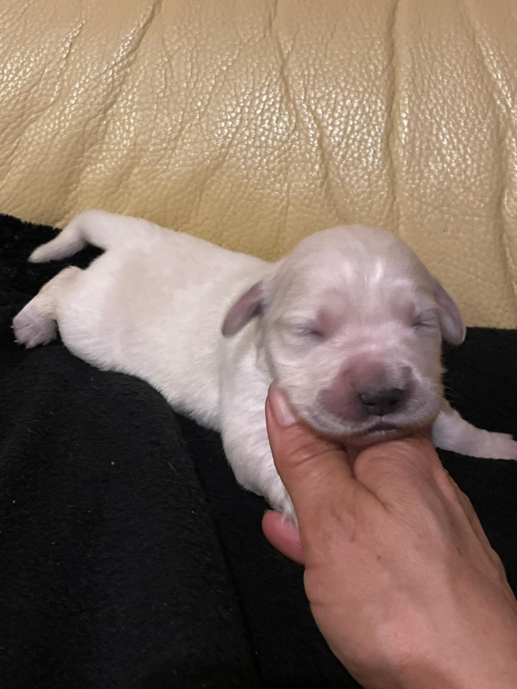 Diams Black - Chiots disponibles - Golden Retriever