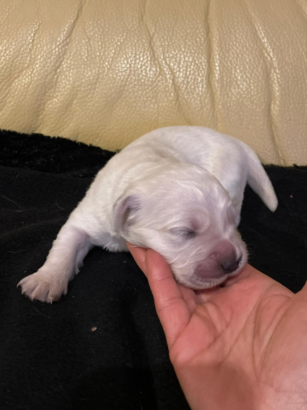 Diams Black - Chiots disponibles - Golden Retriever