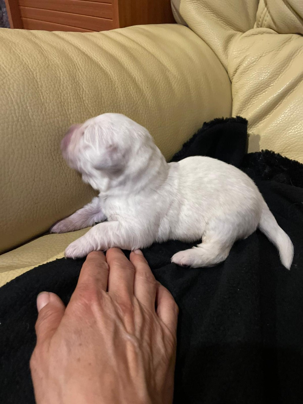 Diams Black - Chiots disponibles - Golden Retriever