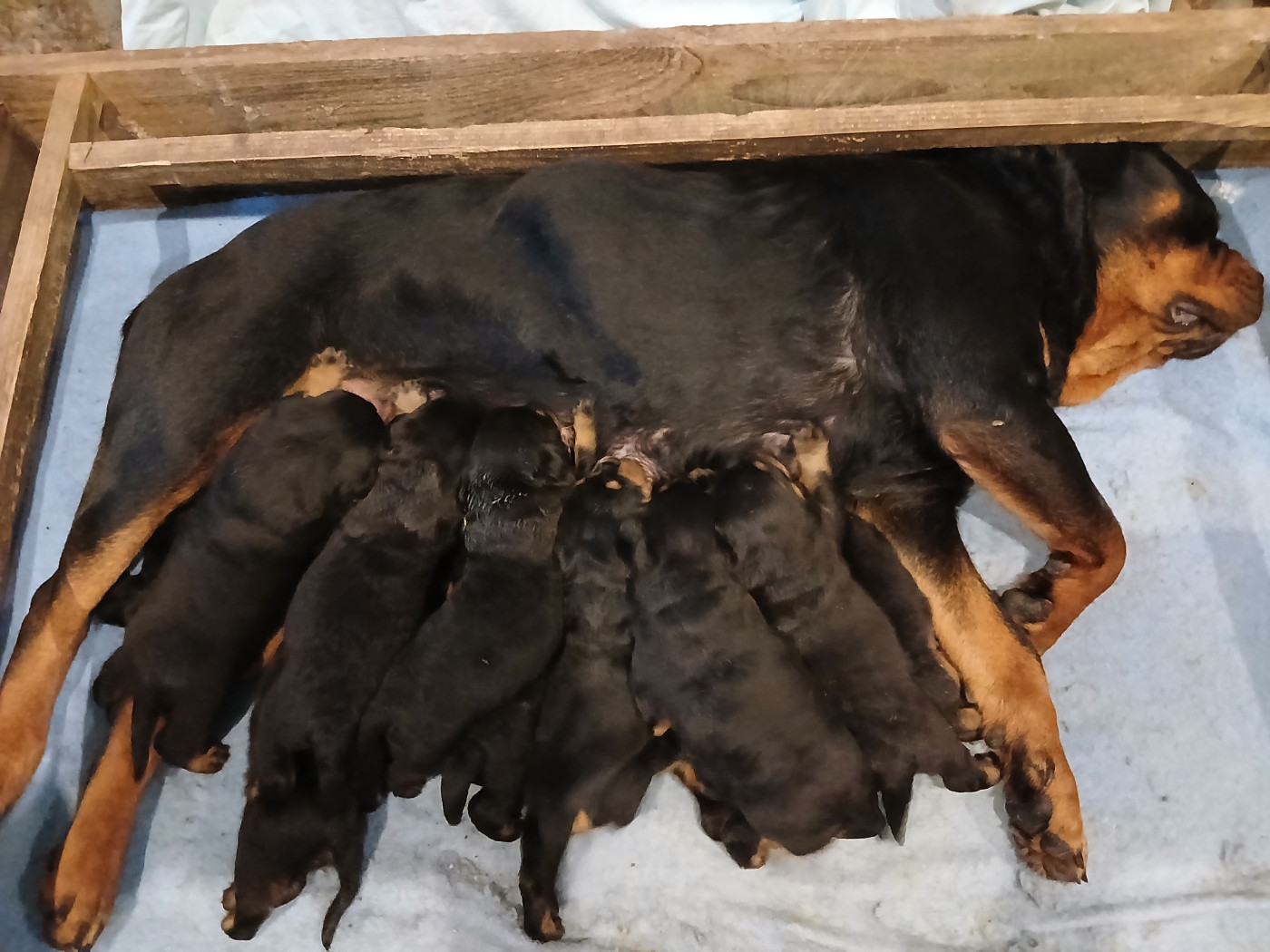 Diams Black - Rottweiler - Portée née le 12/02/2026