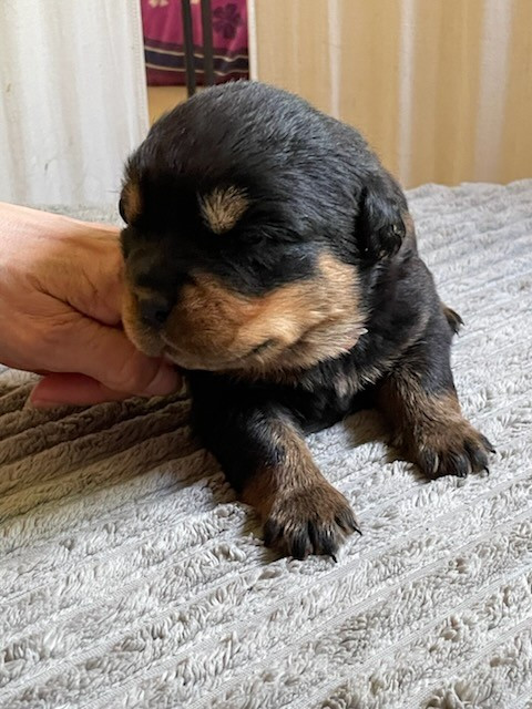 Diams Black - Chiots disponibles - Rottweiler