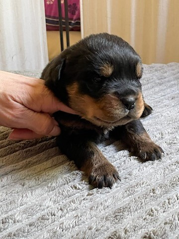 Diams Black - Chiots disponibles - Rottweiler