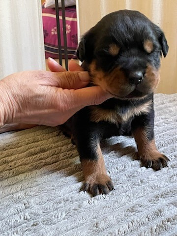 Diams Black - Chiots disponibles - Rottweiler