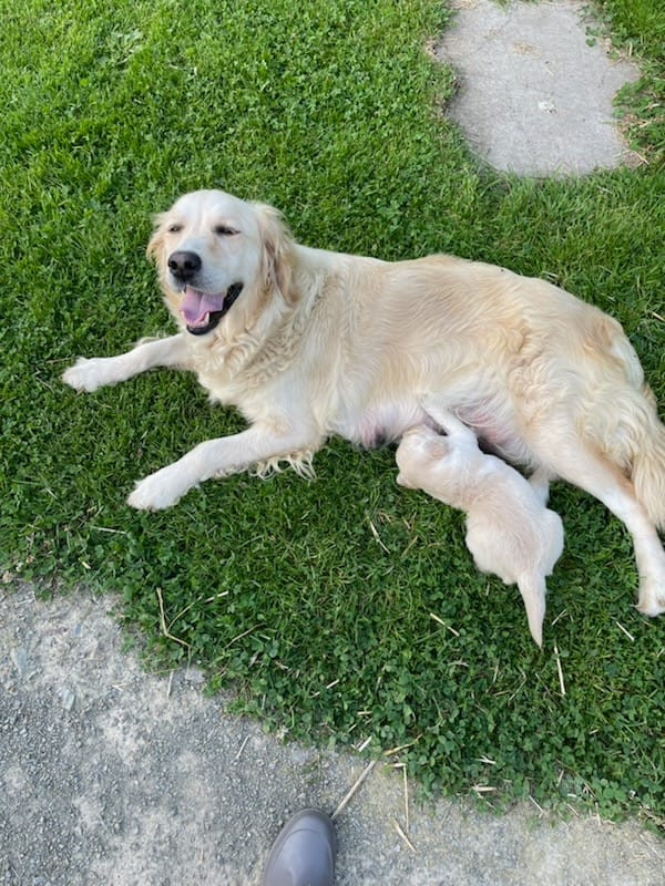 Chiot Golden Retriever Diams Black
