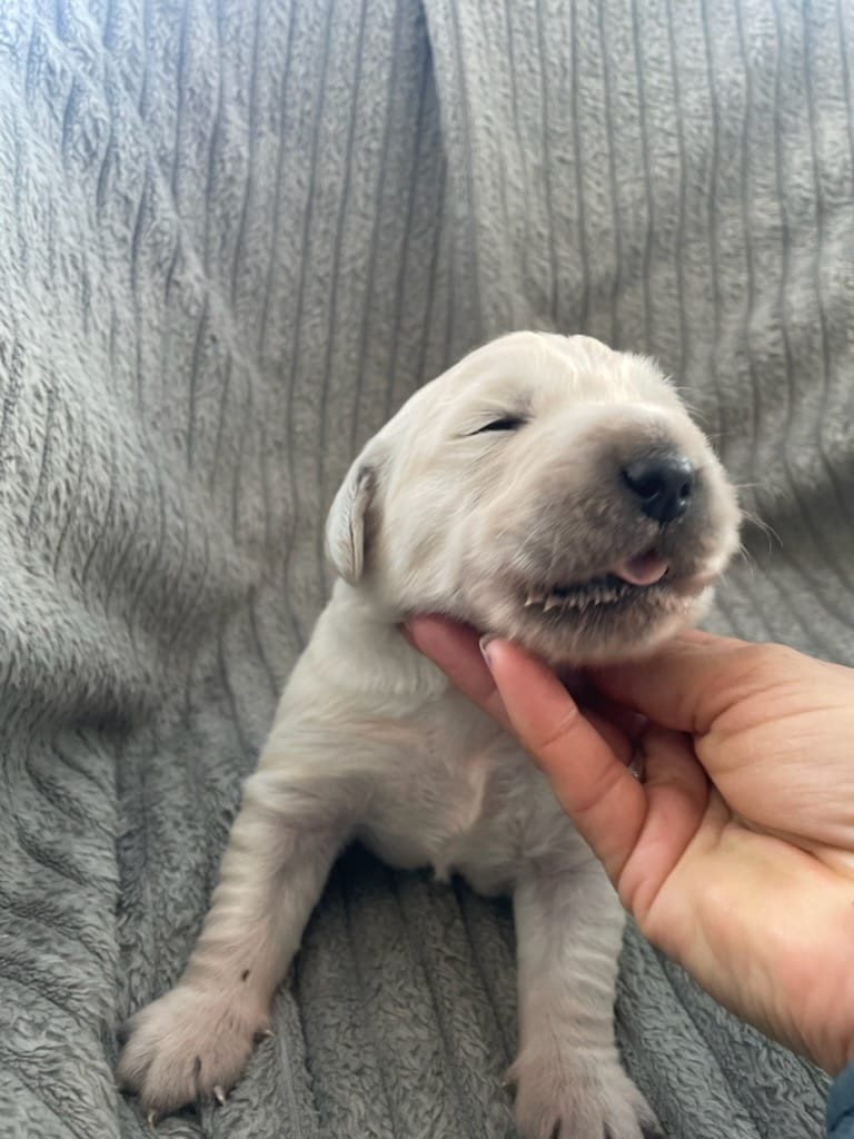 Diams Black - Chiots disponibles - Golden Retriever