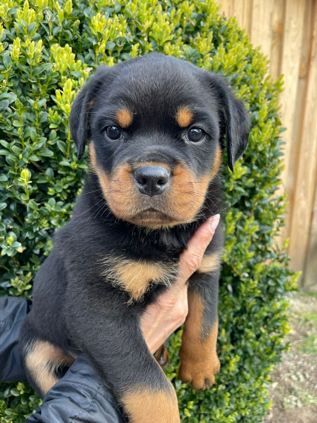 Diams Black - Chiots disponibles - Rottweiler