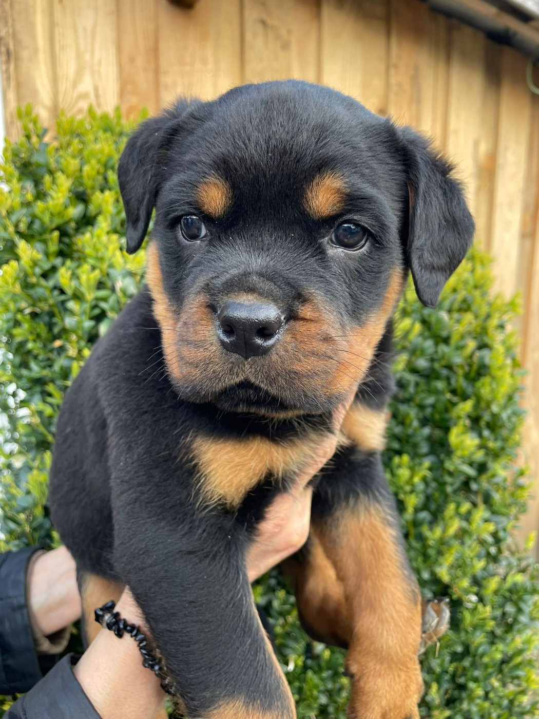 Diams Black - Chiots disponibles - Rottweiler