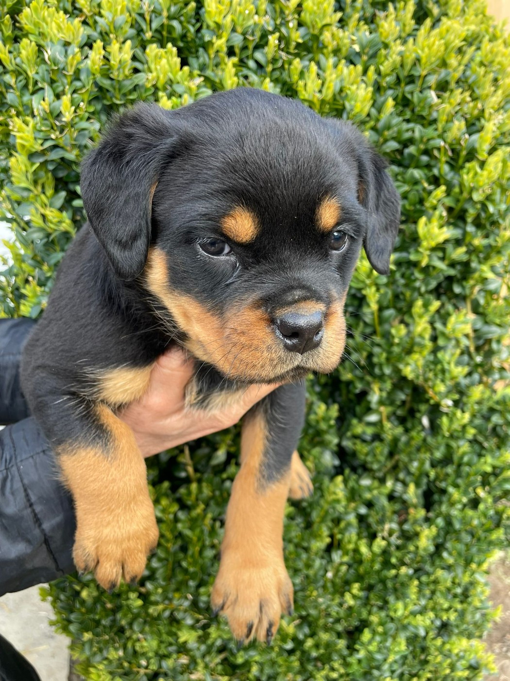 Diams Black - Chiots disponibles - Rottweiler