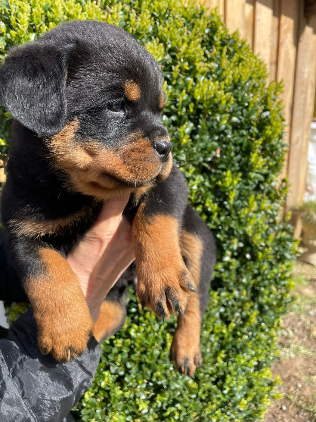 Diams Black - Chiots disponibles - Rottweiler