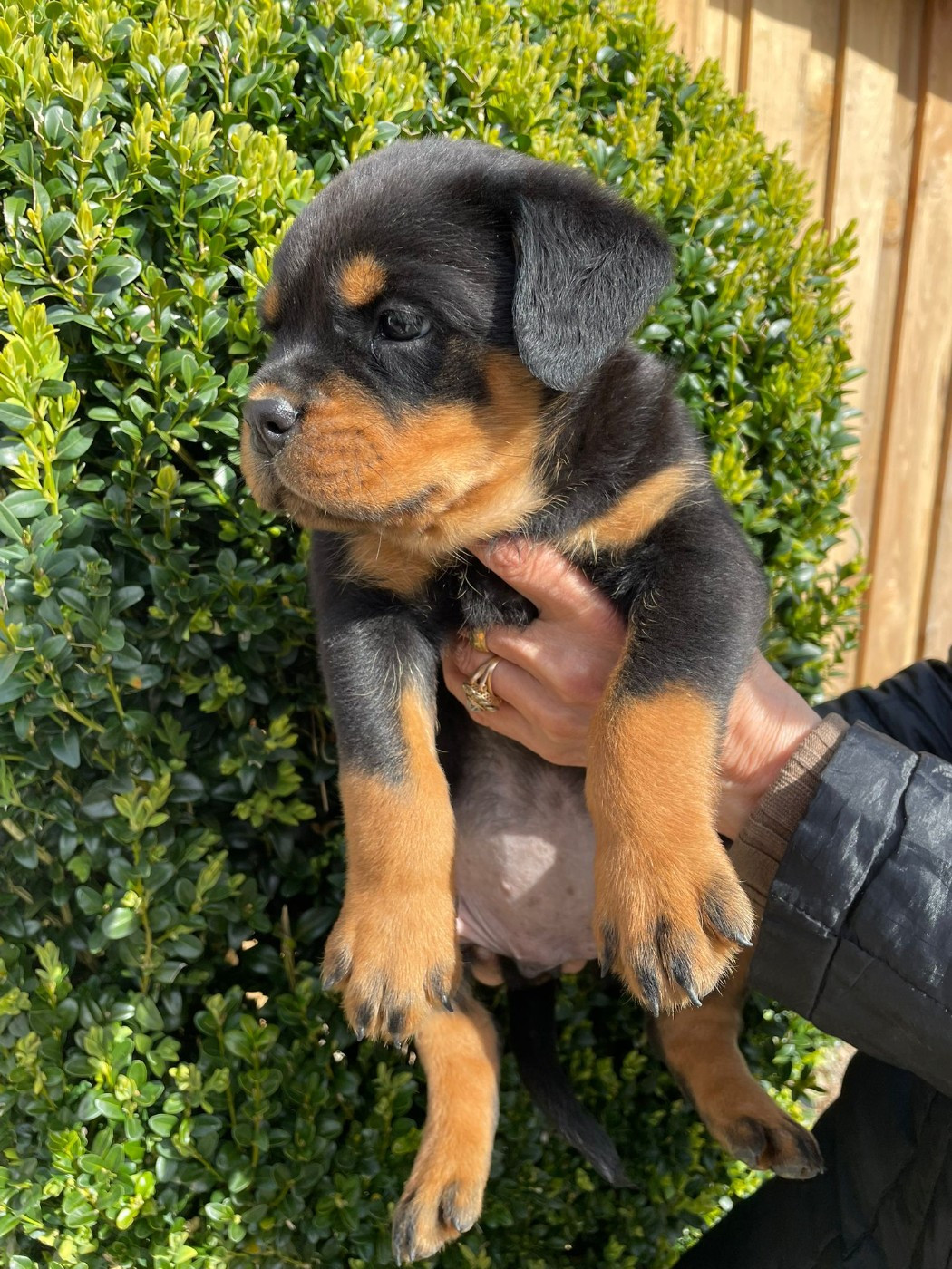 Diams Black - Chiots disponibles - Rottweiler