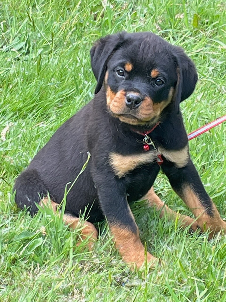 Diams Black - Chiots disponibles - Rottweiler