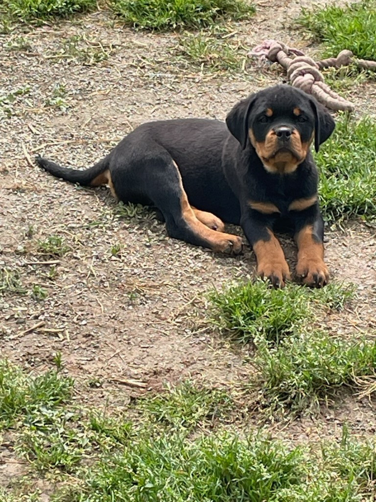 Diams Black - Chiots disponibles - Rottweiler