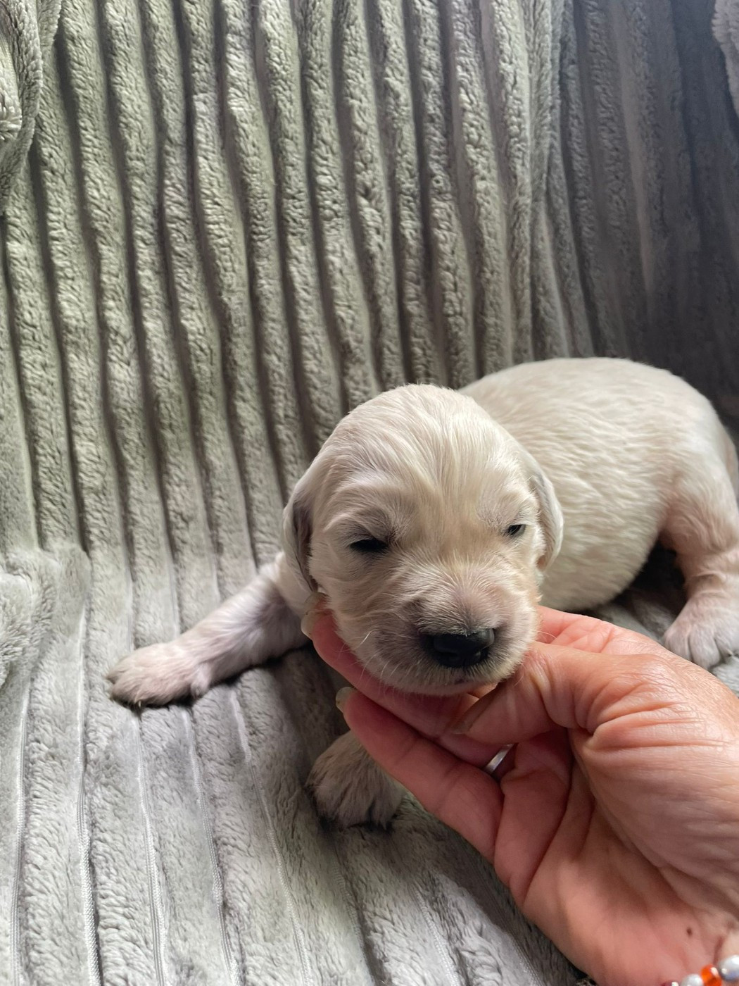 Diams Black - Chiots disponibles - Golden Retriever