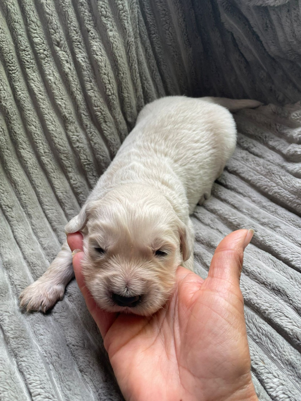 Diams Black - Chiots disponibles - Golden Retriever