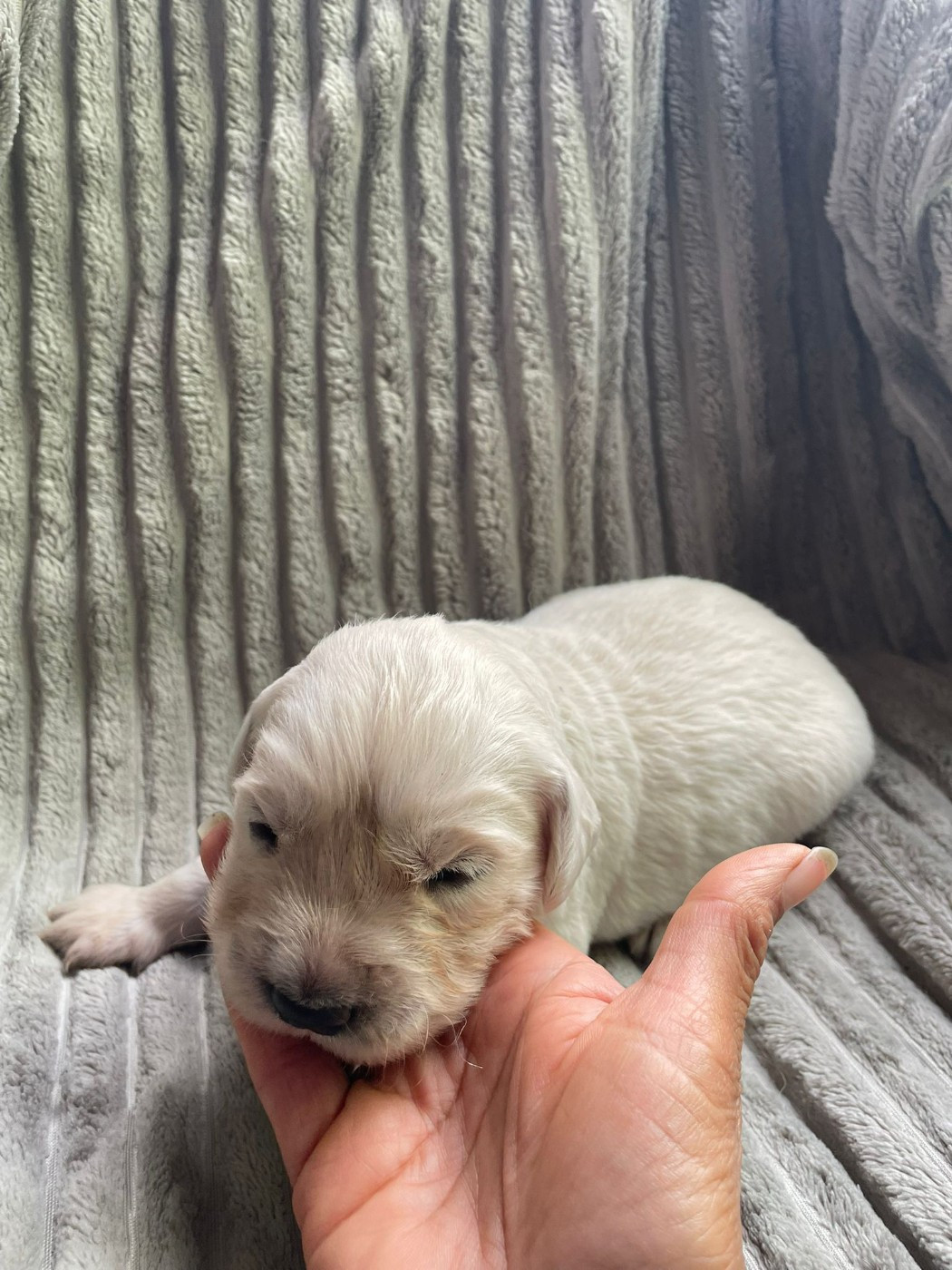 Diams Black - Chiots disponibles - Golden Retriever