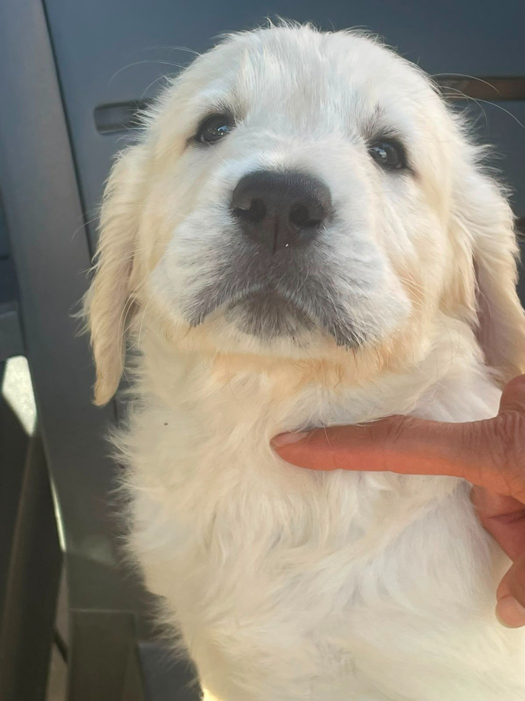 Diams Black - Chiots disponibles - Golden Retriever
