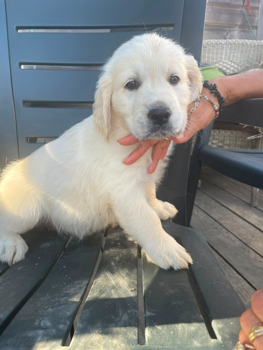 Diams Black - Chiots disponibles - Golden Retriever