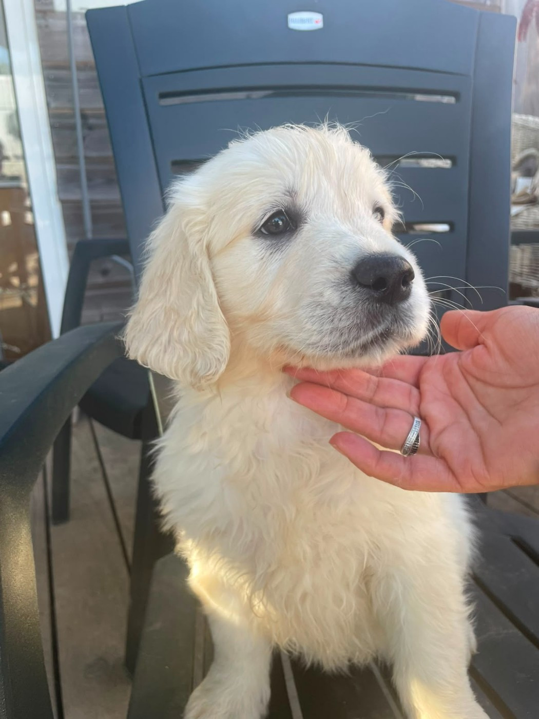 Diams Black - Chiots disponibles - Golden Retriever