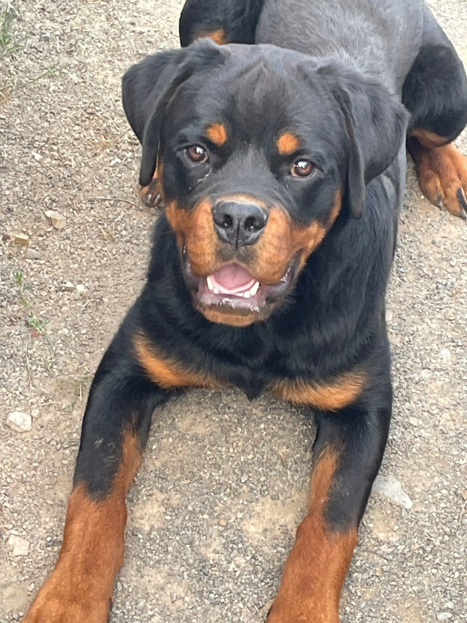 Diams Black - Chiots disponibles - Rottweiler