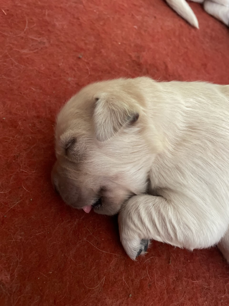 Diams Black - Chiots disponibles - Golden Retriever