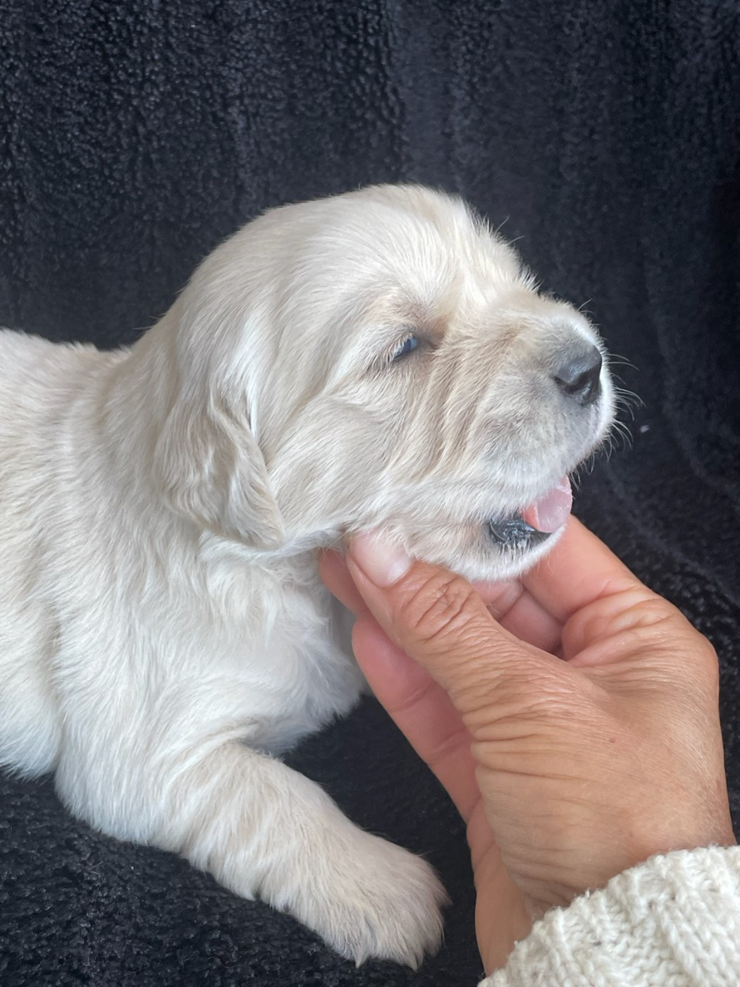 Diams Black - Chiots disponibles - Golden Retriever