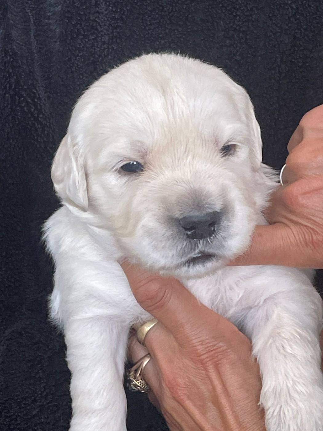 Diams Black - Chiots disponibles - Golden Retriever