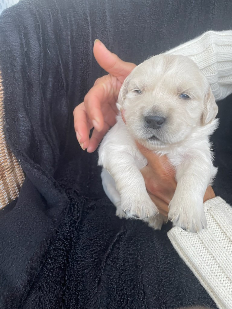 Diams Black - Chiots disponibles - Golden Retriever