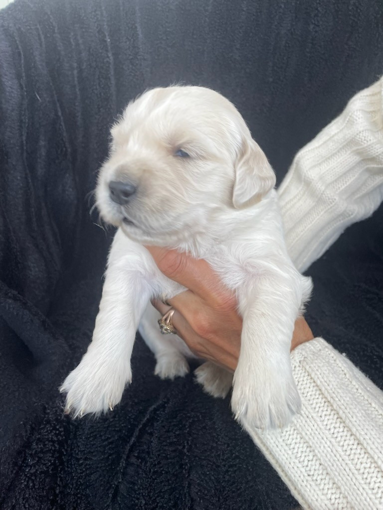 Diams Black - Chiots disponibles - Golden Retriever