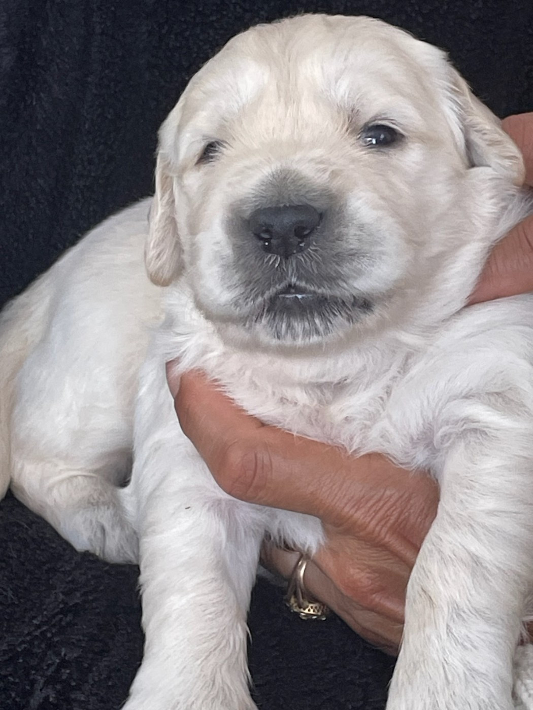 Diams Black - Chiots disponibles - Golden Retriever