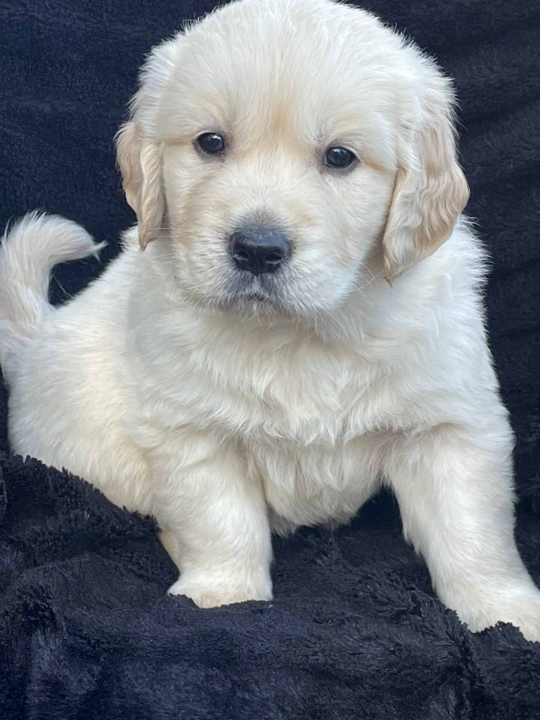 Diams Black - Chiots disponibles - Golden Retriever