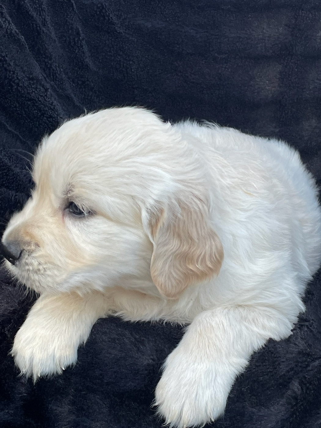Diams Black - Chiots disponibles - Golden Retriever