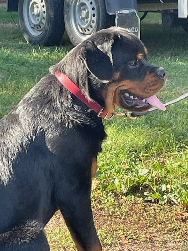 Diams Black - Chiots disponibles - Rottweiler